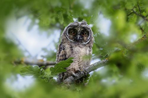 Long-eared owl