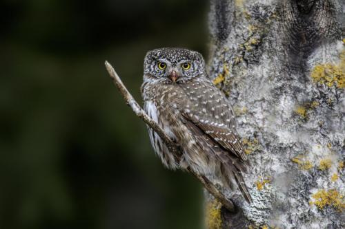 Eurasian pygmy owl (Glaucidium passerinum)