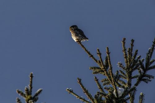 Eurasian pygmy owl