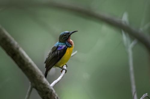 Brown-throated Sunbird (Anthreptes malacensis)