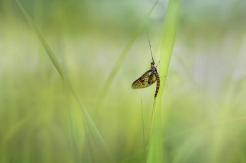 Mayfly