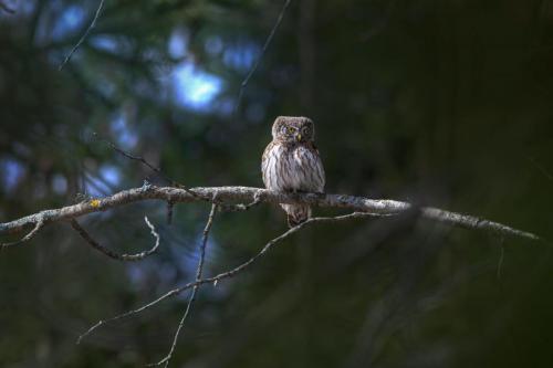 Eurasian Pygmy Owl (Glaucidium passerinum)