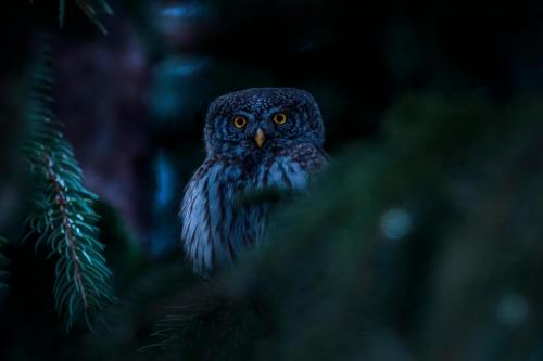 Eurasian Pygmy Owl (Glaucidium passerinum)