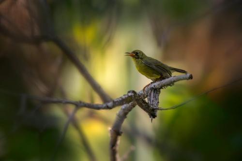 Olive-backed Sunbird (Cinnyris jugularis)