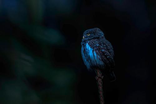 Eurasian Pygmy Owl (Glaucidium passerinum)