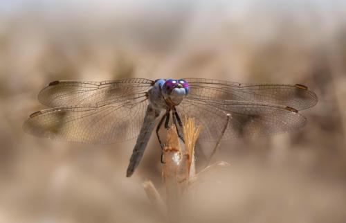 Southern Skimmer (Orthetrum brunneum)