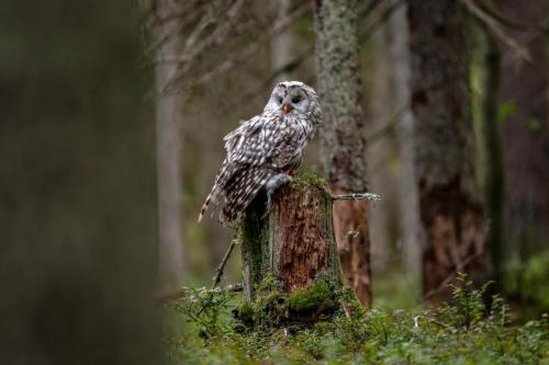 Ural owl (Strix uralensis)