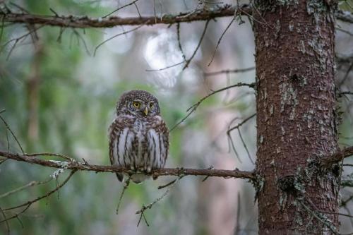 Eurasian Pygmy Owl (Glaucidium passerinum)