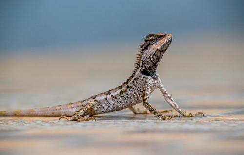 Emma gray`s forest lizard (Calotes emma)