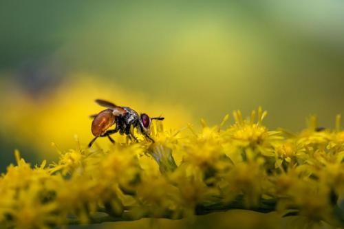 Ladybird fly (Gymnosoma rotundatum)