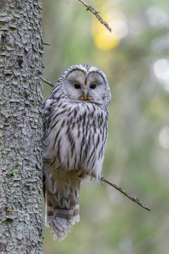 Ural owl (Strix uralensis)