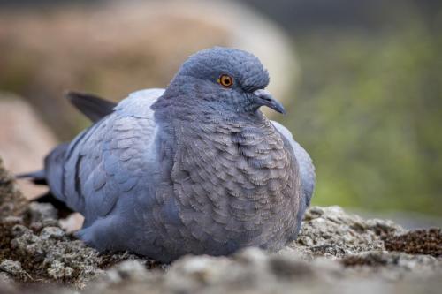 Domestic pigeon (Columba livia domestica)