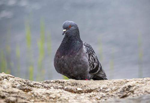 Domestic pigeon (Columba livia domestica)