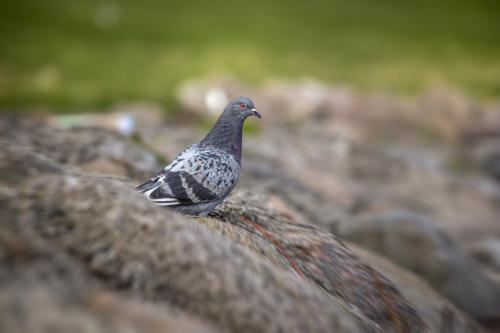 Domestic pigeon (Columba livia domestica)