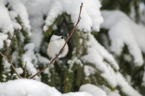 Willow tit (Poecile montanus)