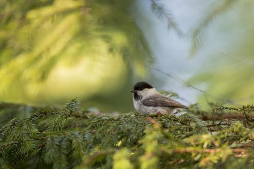 Willow tit (Poecile montanus)