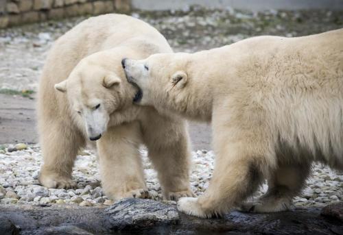 Polar Bear (Ursus maritimus)