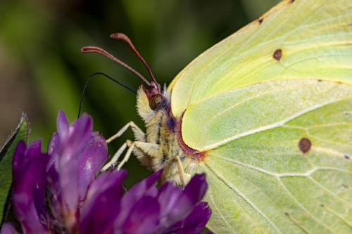 Common Brimstone (Gonepteryx rhamni)