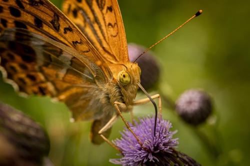 Silver-washed Fritillary (Argynnis paphia)