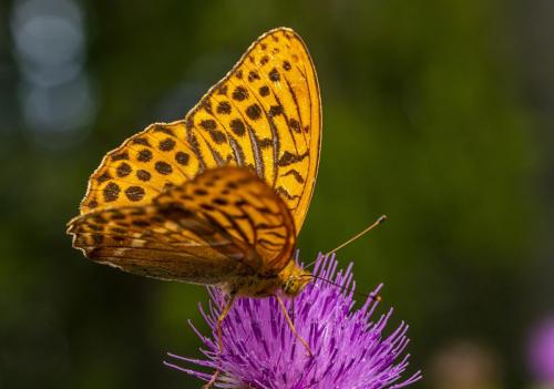 Silver-washed Fritillary (Argynnis paphia)