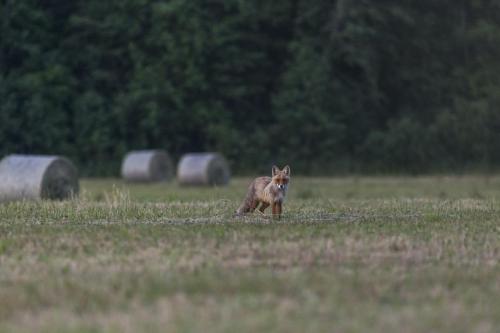 Red fox (Vulpes vulpes)