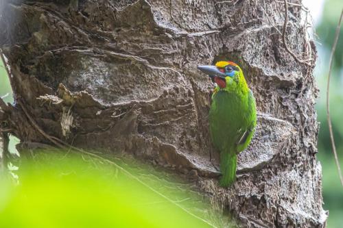 Red-throated barbet (Megalaima mystacophanos)