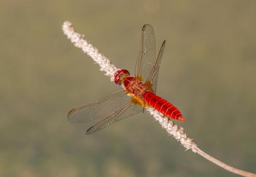 Red-veined Darter (Sympetrum fonscolombii)