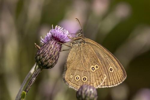 Ringlet (Aphantopus hyperantus)