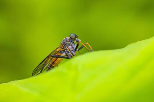 Robberfly