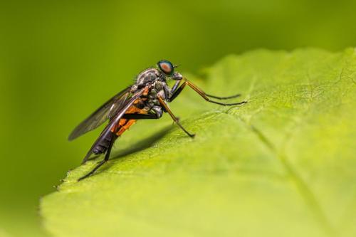 Robberfly