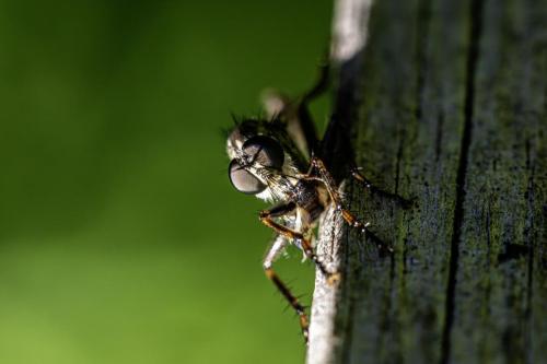 Robberfly