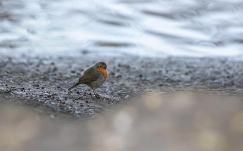 European robin (Erithacus rubecula)