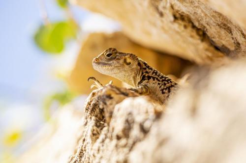 Agama Lizard