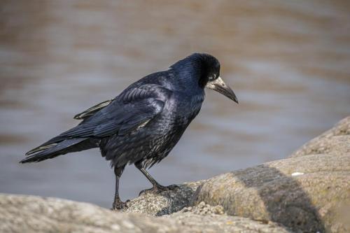 Rook (Corvus frugilegus)