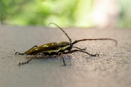 Rubber Root Borer (Batocera rubus)