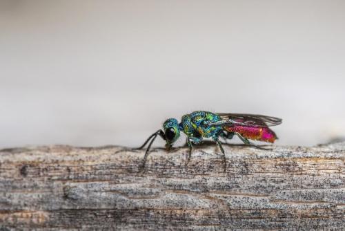 Cuckoo wasp (Chrysis fulgida)