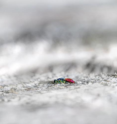 Cuckoo wasp (Chrysis fulgida)