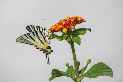 Scarce Swallowtail (Iphiclides podalirius)