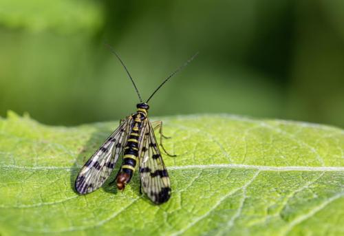 Scorpionfly (Panorpa communis)