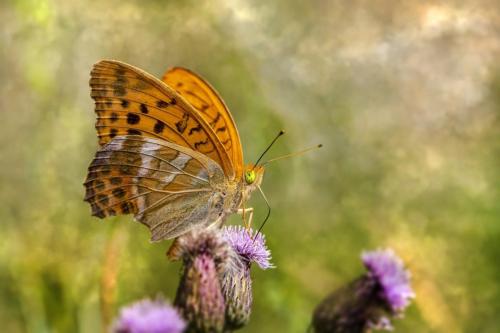 Silver-washed Fritillary (Argynnis paphia)