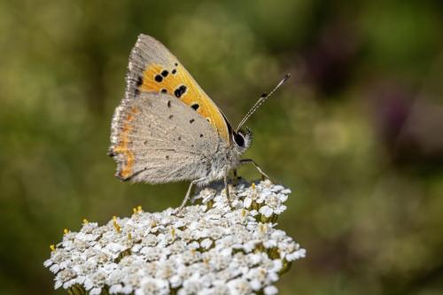 Common copper (Lycaena phlaeas)