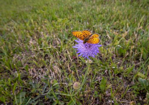  Lesser marbled fritillary (Brenthis ino)