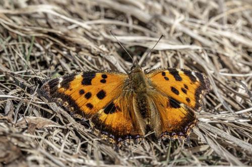 Small Tortoiseshell (Aglais urticae)