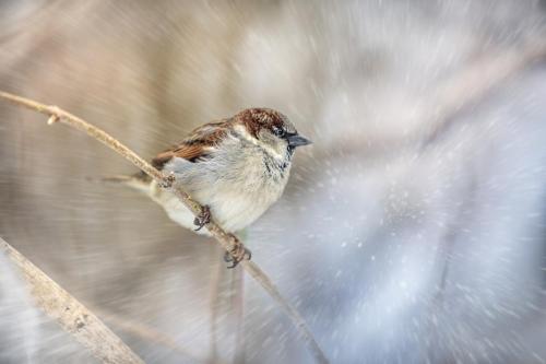 Home sparrow (Passer domesticus)