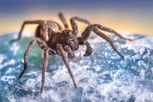 Wolf Spider (Acantholycosa lignaria)