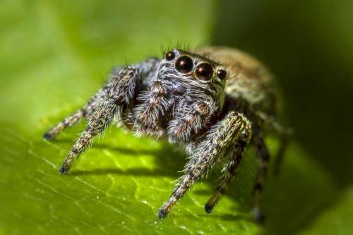 Jumping spider