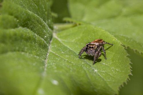 Jumping spider