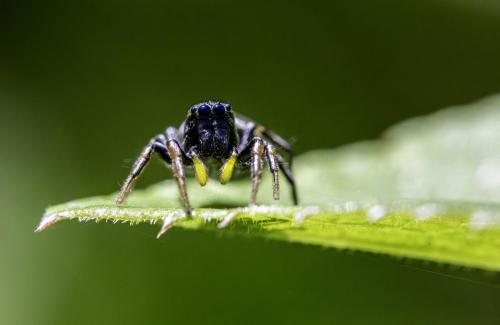 Copper sun jumper (Heliophanus cupreus)