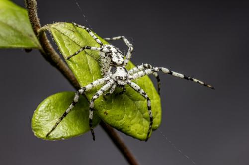 Wolf spider