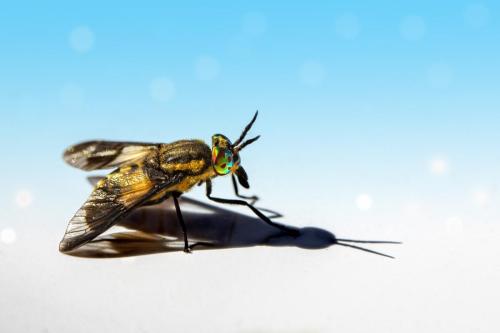 Splayed deer fly (Chrysops caecutiens)